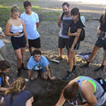 Students excavating a leatherback nest